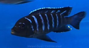 Metriaclima sp. dolphin 'Thumbi point'